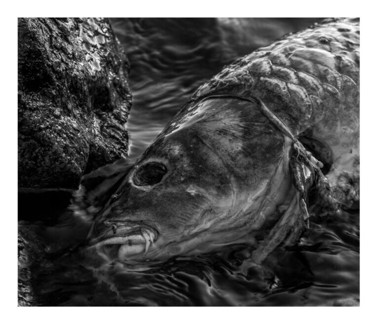 La cloración en descargas de aguas residuales debe limitarse